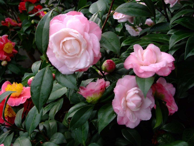 ţ�������� 2012-3-22f 056.jpg