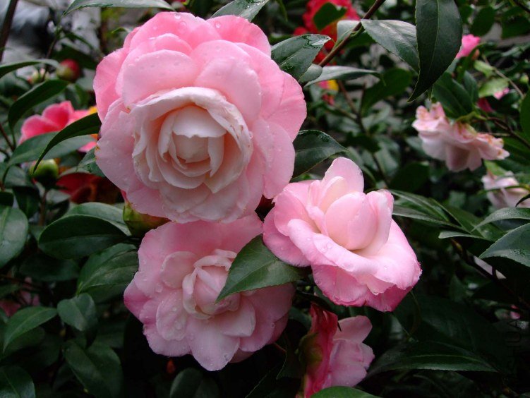 ţ�������� 2012-3-22f 057.jpg
