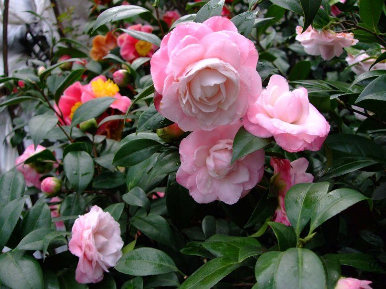 ţ�������� 2012-3-22f 059.jpg