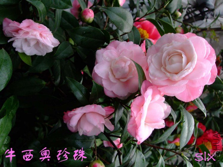 ţ�������� 2012-3-22f 060.jpg