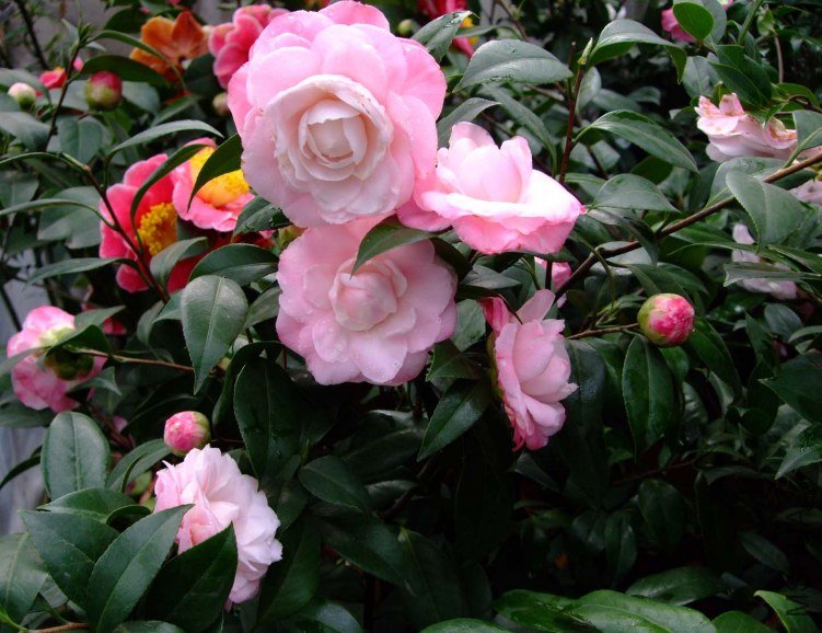 ţ�������� 2012-3-22f 061.jpg