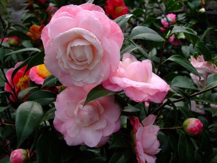 ţ�������� 2012-3-22f 062.jpg