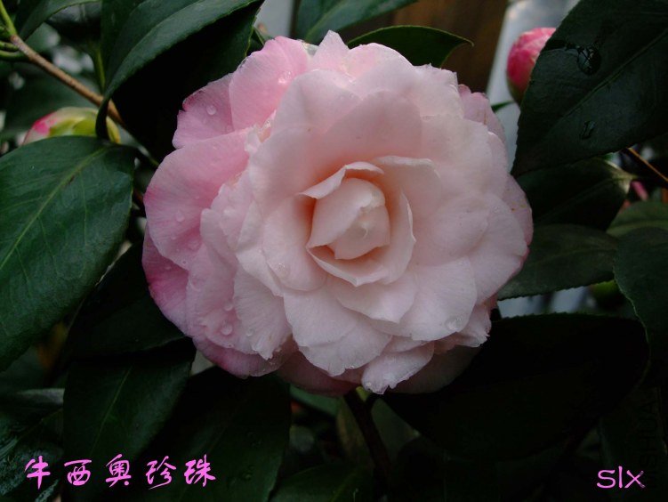 ţ�������� 2012-3-22f 069.jpg