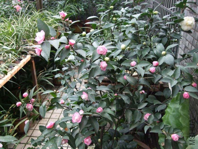 ������ 2012-3-22f 128.jpg