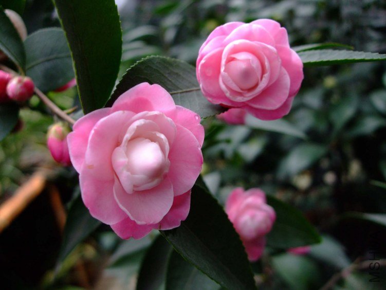 ������ 2012-3-22f 122.jpg
