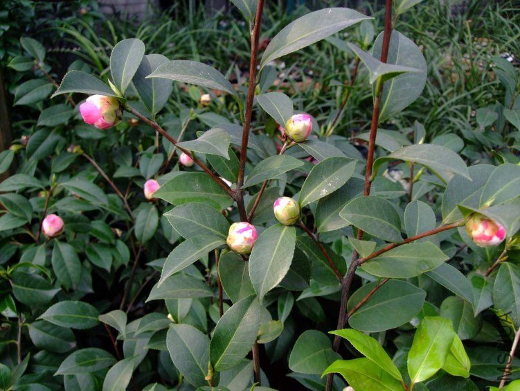 ���غ�˹ 2012-3-22f 047.jpg