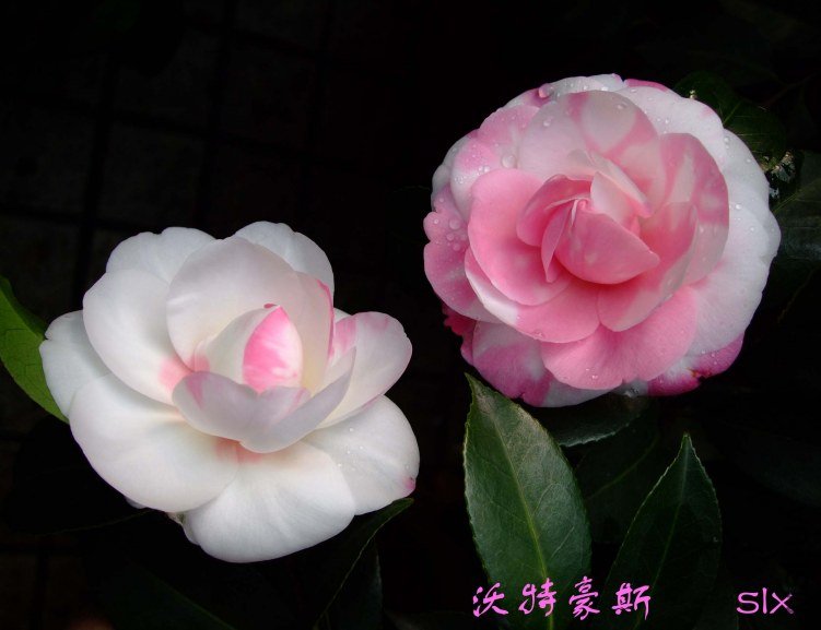 ���غ�˹ 2012-3-22f 044.jpg