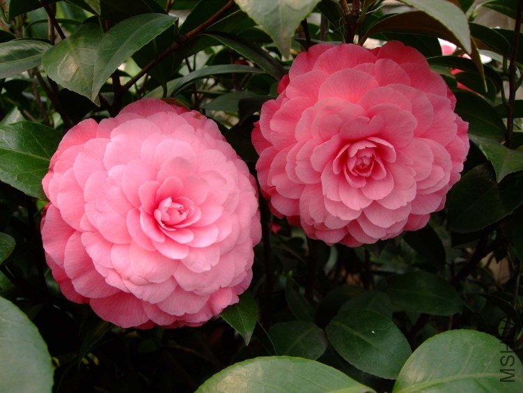 ����ɯ��֯Ů 2012-3-22f 135.jpg