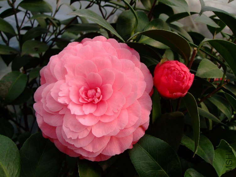 ����ɯ��֯Ů 2012-3-22f 157.jpg