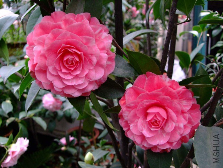 ��ɯ���� 2012-3-22f 136.jpg