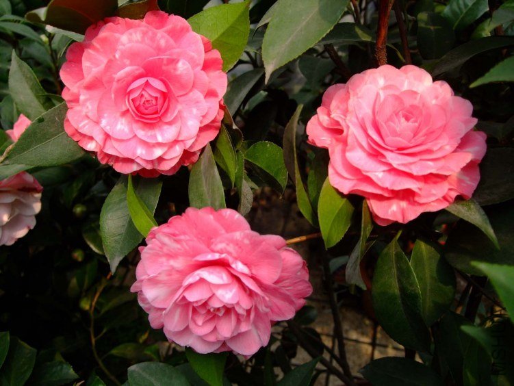 ��ɯ���� 2012-3-22f 142.jpg