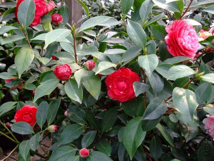 ԧ���� 2012-3-22f 100.jpg