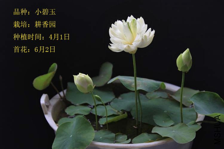 ���� IMG_9802����.jpg