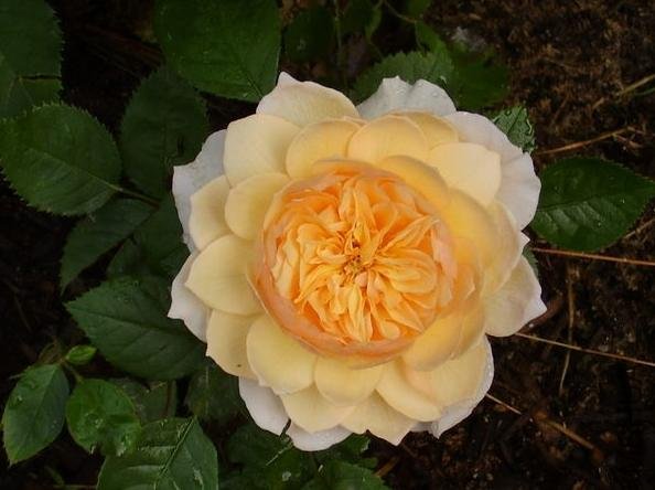 ����˿��Grace ��.jpg