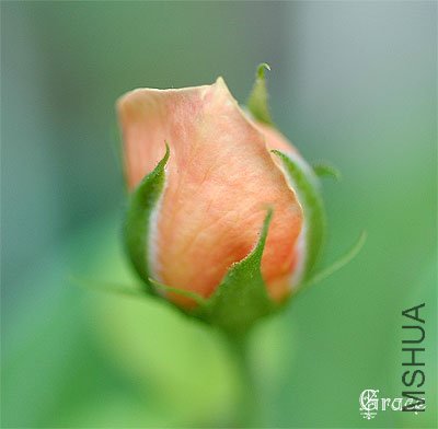 ����˿��Grace ��2.jpg