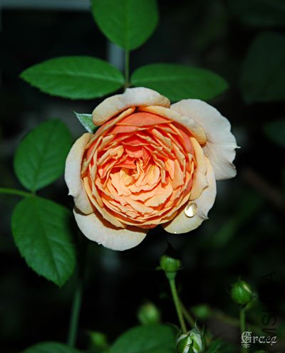 ����˿��Grace ��3.jpg