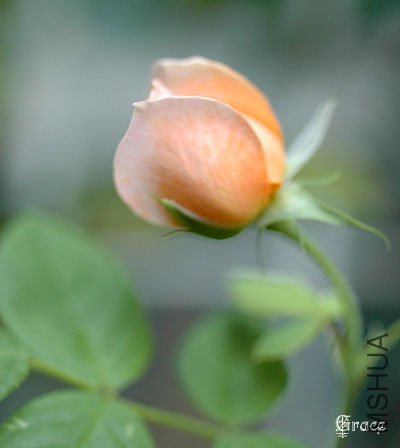 ����˿��Grace ��4.jpg