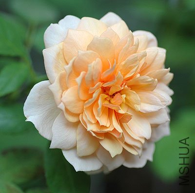 ����˿��Grace ��5.jpg