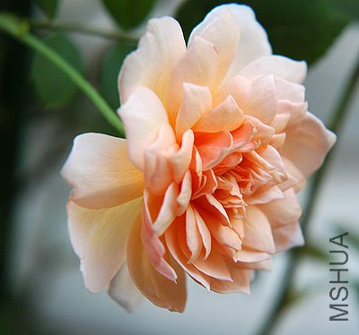 ����˿��Grace ��6.jpg