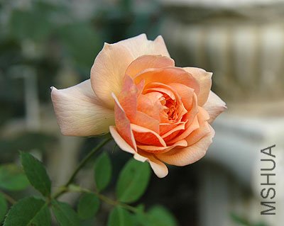 ����˿��Grace ��7.jpg