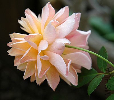 ����˿��Grace ��8.jpg