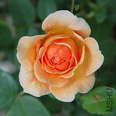 ����˿��Grace ��9.jpg