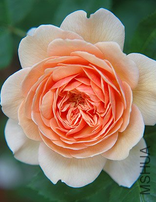 ����˿��Grace ��10.jpg