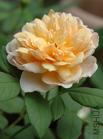 ����˿��Grace ��1.jpg