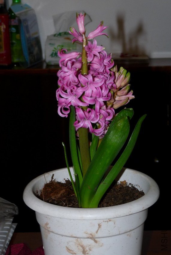 P1070107.jpg