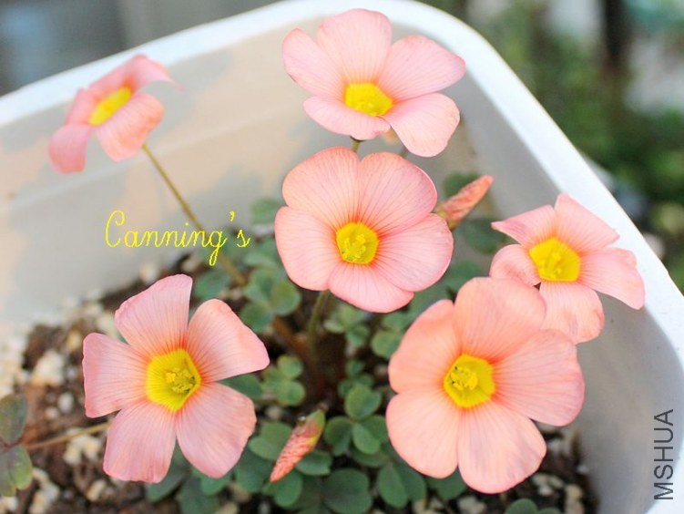 strawberry cream.jpg