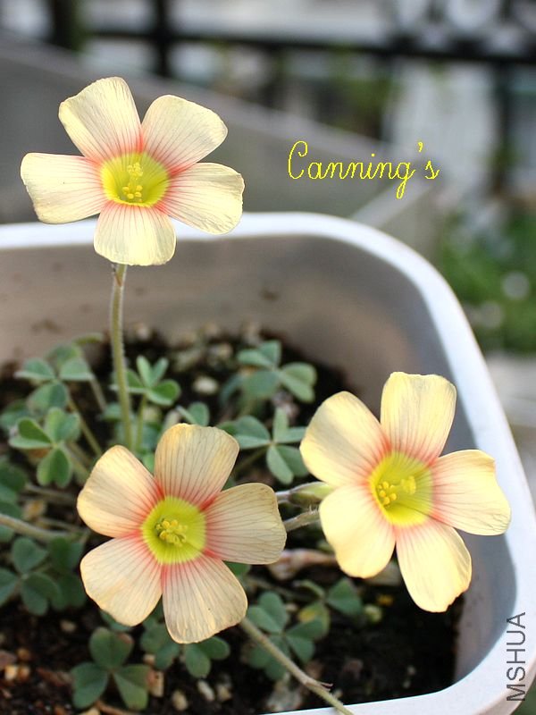 peaches and cream.jpg