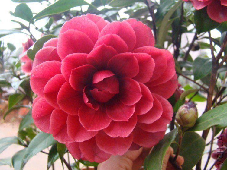 ��õ��2.jpg