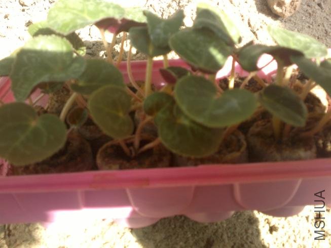 20120224035.jpg
