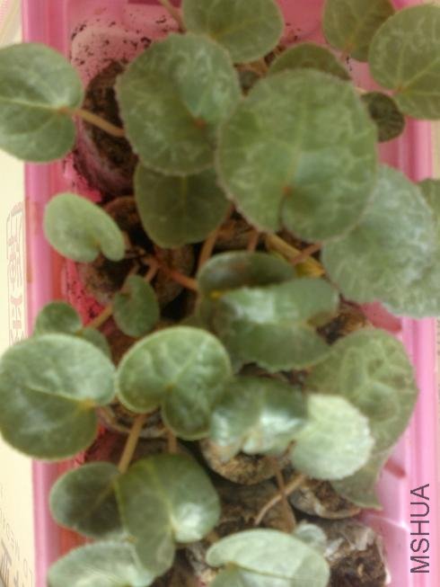 20120224036.jpg