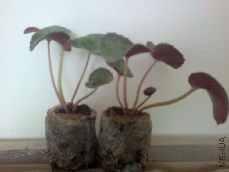 20120224039.jpg