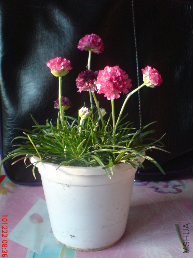 DSC02892.JPG