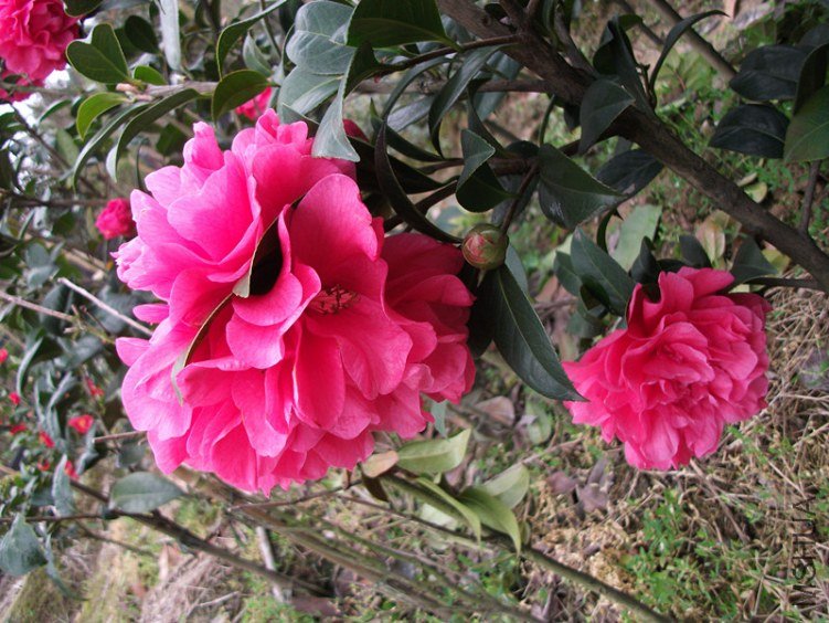 DSCF4727_����.jpg