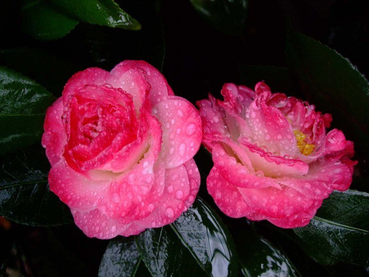 ����ã 2012-3-23f 004.jpg