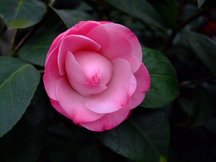 �찲�Ȼʺ� 2012-3-23f 030.jpg
