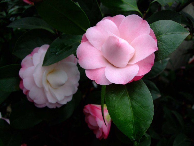 �찲�Ȼʺ� 2012-3-23f 081.jpg