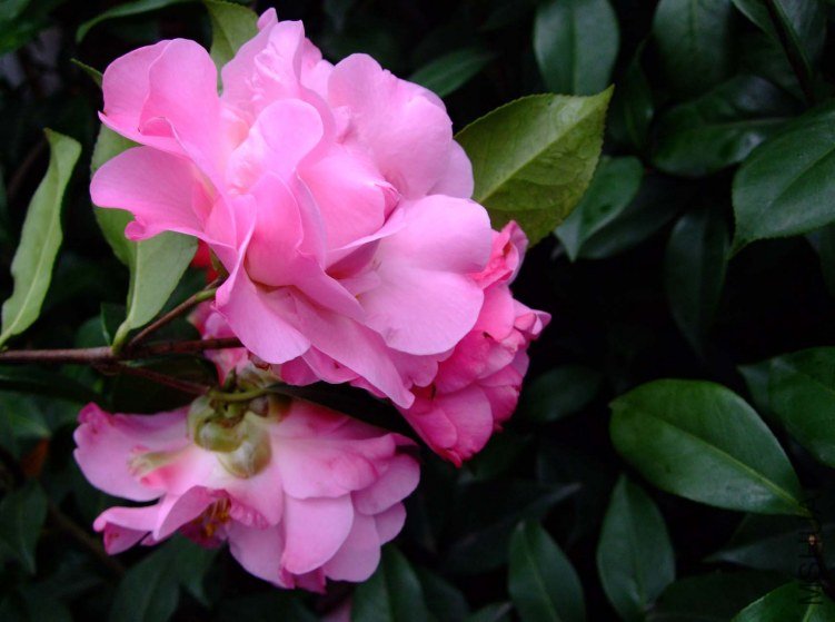 ����ʱ�� 2012-3-23f 008.jpg