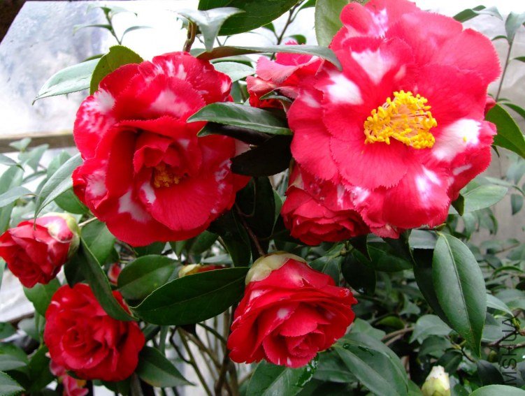 ������ 2012-3-23f 126.jpg