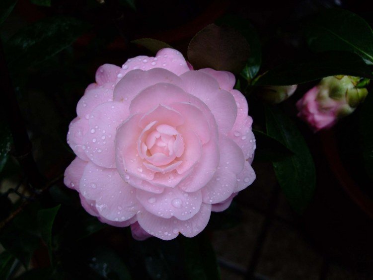 ��Ħ�� 2012-3-23f 010.jpg