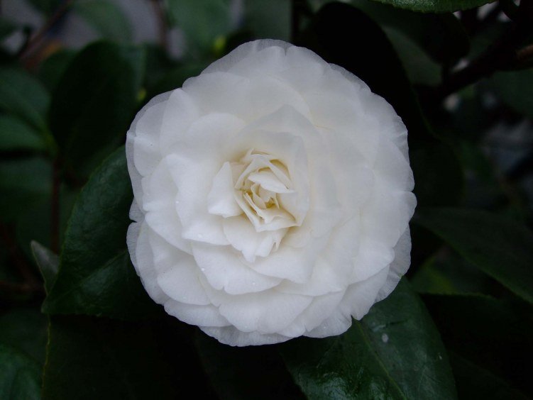 ţ�������� 2012-3-23f 101.jpg