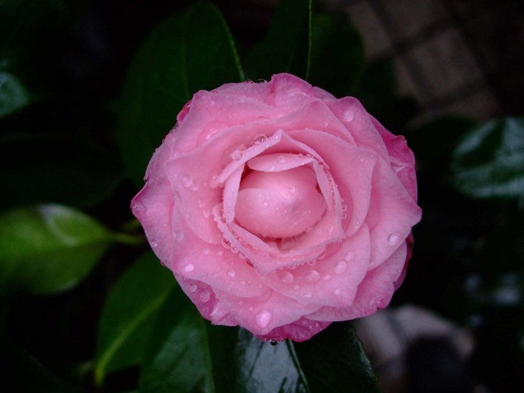 ��������� 2012-3-23f 015.jpg