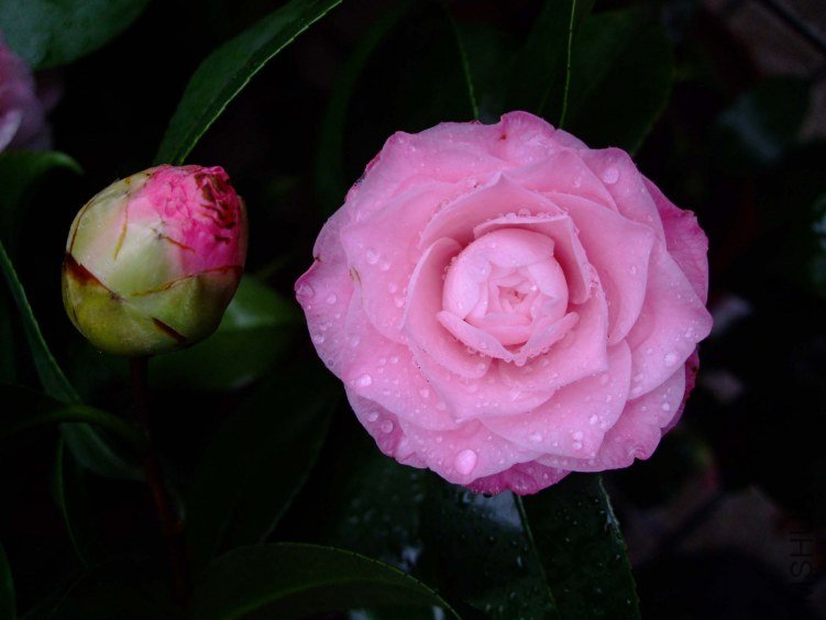 ��������� 2012-3-23f 097.jpg