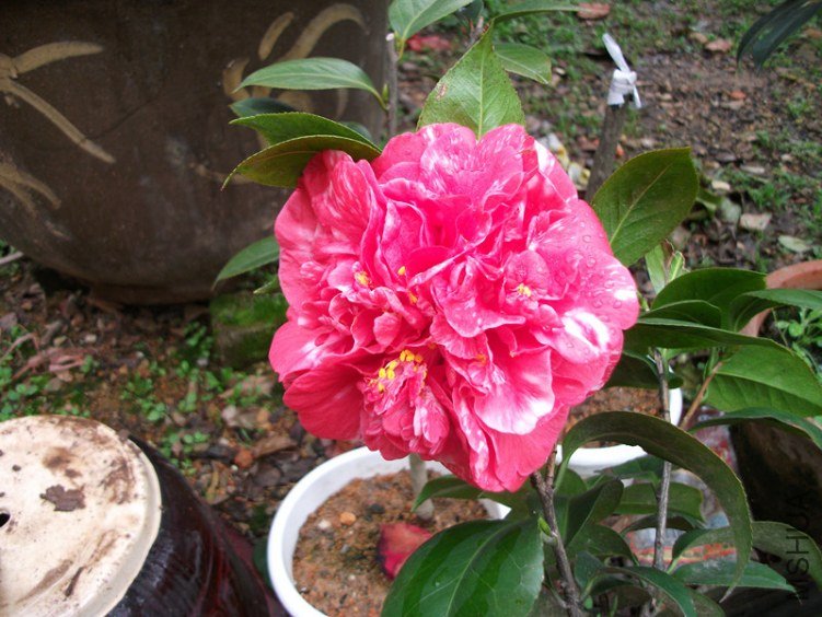 DSCF4791_����.jpg