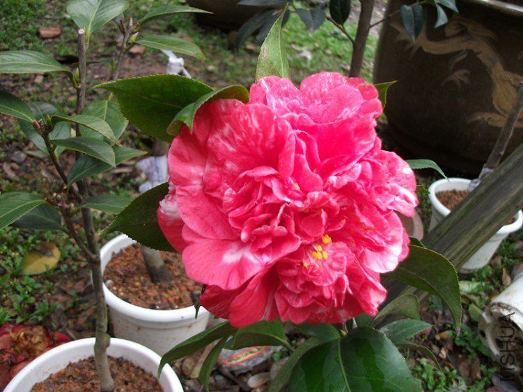 DSCF4792_����.jpg