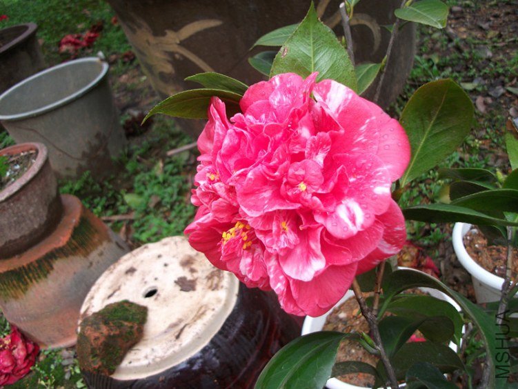 DSCF4793_����.jpg