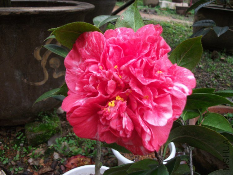 DSCF4794_����.jpg